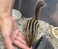 シマリス ♀（2026年春生まれの新生児）馴れてます♪の画像2
