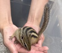 シマリス ♀（2026年春生まれの新生児）馴れてます♪の画像3
