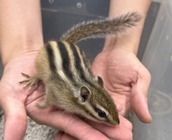 シマリス ♀（2026年春生まれの新生児）馴れてます♪のメイン画像