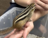 シマリス ♀（2026年春生まれの新生児）馴れてます♪の画像4