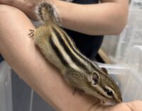 シマリス ♀（2026年春生まれの新生児）馴れてます♪の画像6