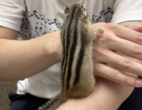 シマリス ♀（2026年春生まれの新生児）馴れてます♪の画像8