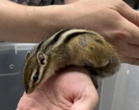 シマリス ♀（2026年春生まれの新生児）馴れてます♪の画像9