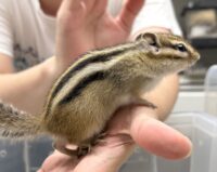 シマリス ♀（2026年春生まれの新生児）馴れてます♪の画像10