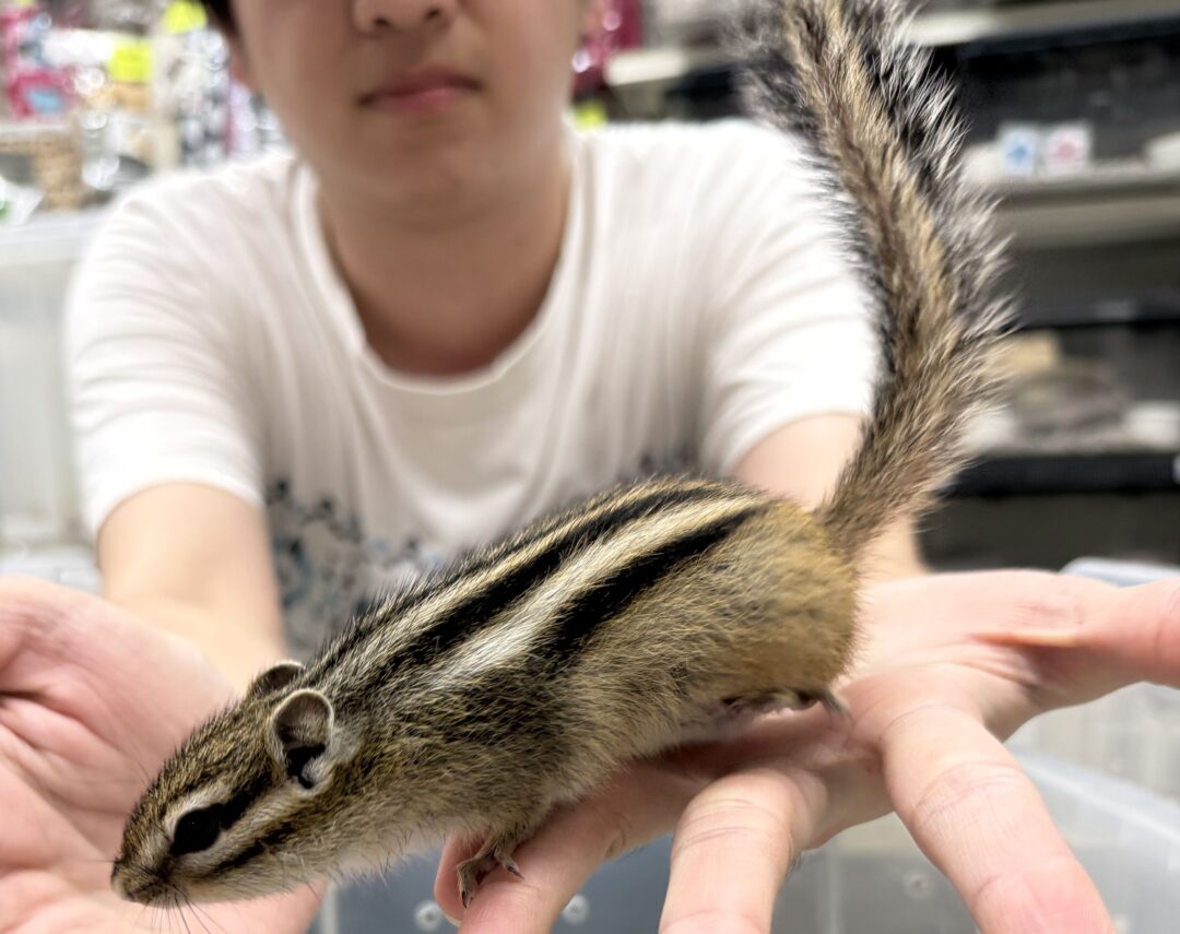シマリス ♀（2026年春生まれの新生児）馴れてます♪ | ピュアアニマル