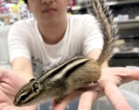 シマリス ♀（2026年春生まれの新生児）馴れてます♪の画像7