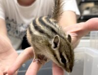 シマリス ♀（2026年春生まれの新生児）馴れてます♪の画像5