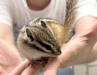 シマリス ♀（2026年春生まれの新生児）馴れてます♪の画像1