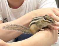 シマリス ♂（2026年春生まれの新生児）馴れてます♪の画像1