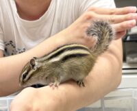 シマリス ♂（2026年春生まれの新生児）馴れてます♪の画像6