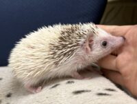 ハリネズミ（国産ベビー：スニップ♀ ）の画像3
