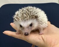 ハリネズミ（国産：パイド♂  ）の画像1
