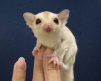 フクロモモンガの画像6