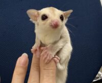 フクロモモンガの画像7