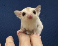 フクロモモンガの画像5