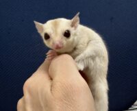 フクロモモンガの画像10