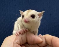フクロモモンガの画像2