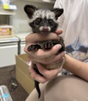 ジャコウネコ パームシベット（CBベビー）の画像2