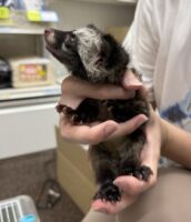 ジャコウネコ パームシベット（CBベビー）の画像10