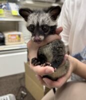 ジャコウネコ パームシベット（CBベビー）の画像8