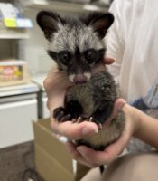 ジャコウネコ パームシベット（CBベビー）の画像4