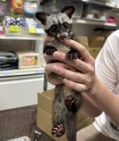 ジャコウネコ パームシベット（CBベビー）の画像9