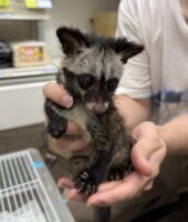 ジャコウネコ パームシベット（CBベビー）の画像6