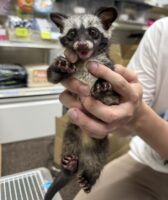 ジャコウネコ パームシベット（CBベビー）の画像3