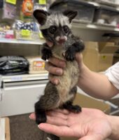ジャコウネコ パームシベット（CBベビー）の画像7