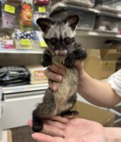 ジャコウネコ パームシベット（CBベビー）の画像1