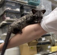 ジャコウネコ パームシベット（CBベビー）の画像7