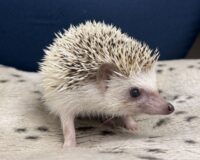 ハリネズミ(国産:パイド♂ )の画像4