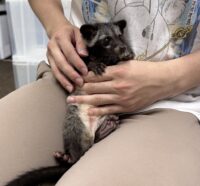 ジャコウネコ パームシベット（CBベビー）の画像2