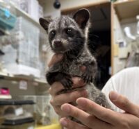 ジャコウネコ パームシベット（CBベビー）の画像3