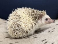 ハリネズミ(国産:パイド♂ )の画像11
