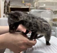 ジャコウネコ パームシベット（CBベビー）の画像6