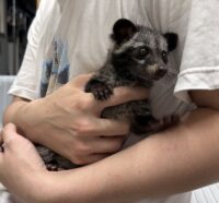 ジャコウネコ パームシベット（CBベビー）の画像8