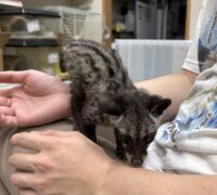 ジャコウネコ パームシベット（CBベビー）の画像9