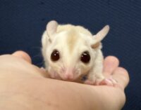 フクロモモンガの画像3