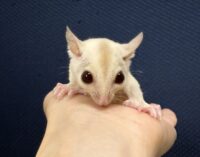 フクロモモンガの画像10