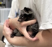 ジャコウネコ パームシベット（CBベビー）の画像10