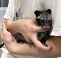ジャコウネコ パームシベット（CBベビー）の画像5