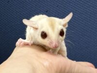 フクロモモンガの画像1