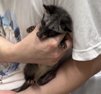ジャコウネコ パームシベット（CBベビー）の画像11