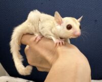 フクロモモンガの画像2
