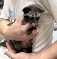 ジャコウネコ パームシベット（CBベビー）の画像12