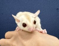 フクロモモンガの画像5