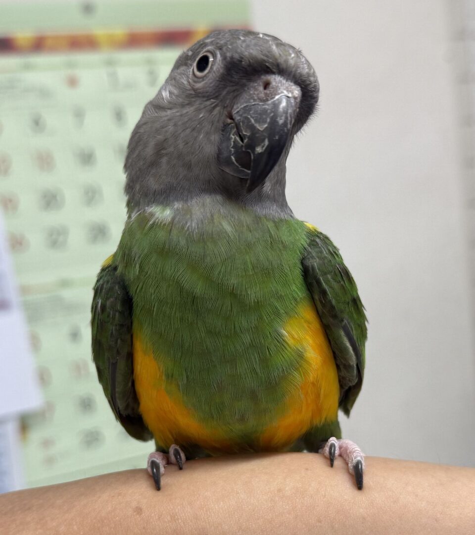 羊毛フェルト】セネガルパロット 鳥 リアル！ネズミガシラインコ