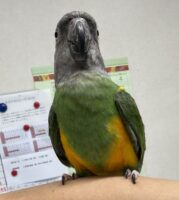 セネガルパロットの画像2