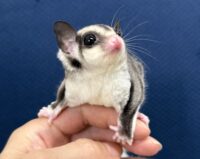 フクロモモンガの画像6
